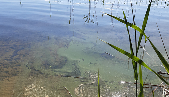 Cyanobacteria in a lake